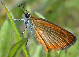 Least Skipper
